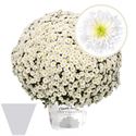 Afbeelding van Bolchrysant gehoest P19 geen kleur White